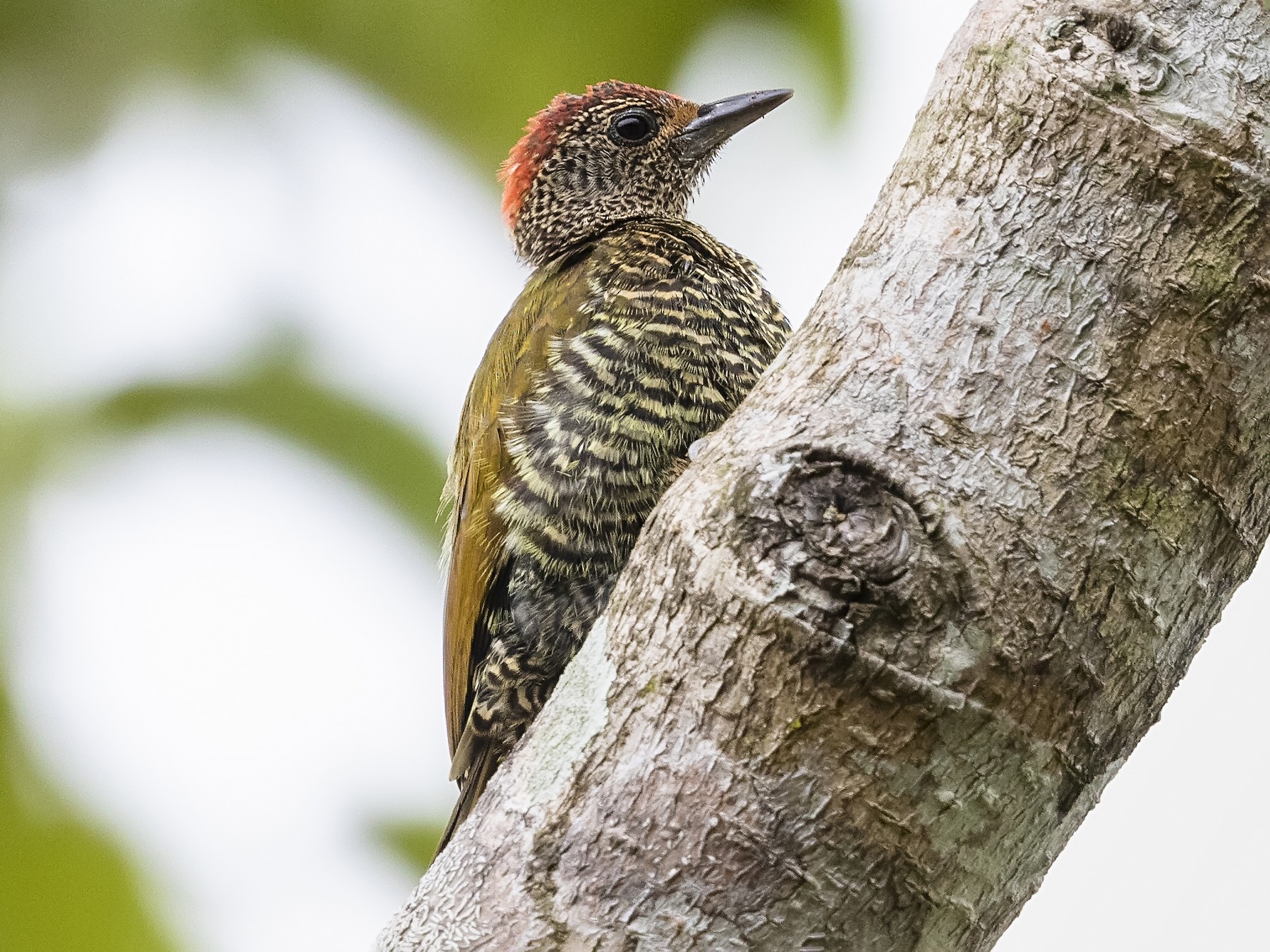 Green-backed Woodpecker - Stefan Hirsch
