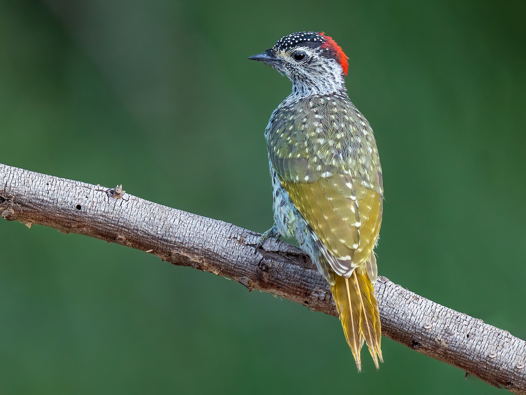 Green-backed Woodpecker - Zaheer  Abdul Rahman