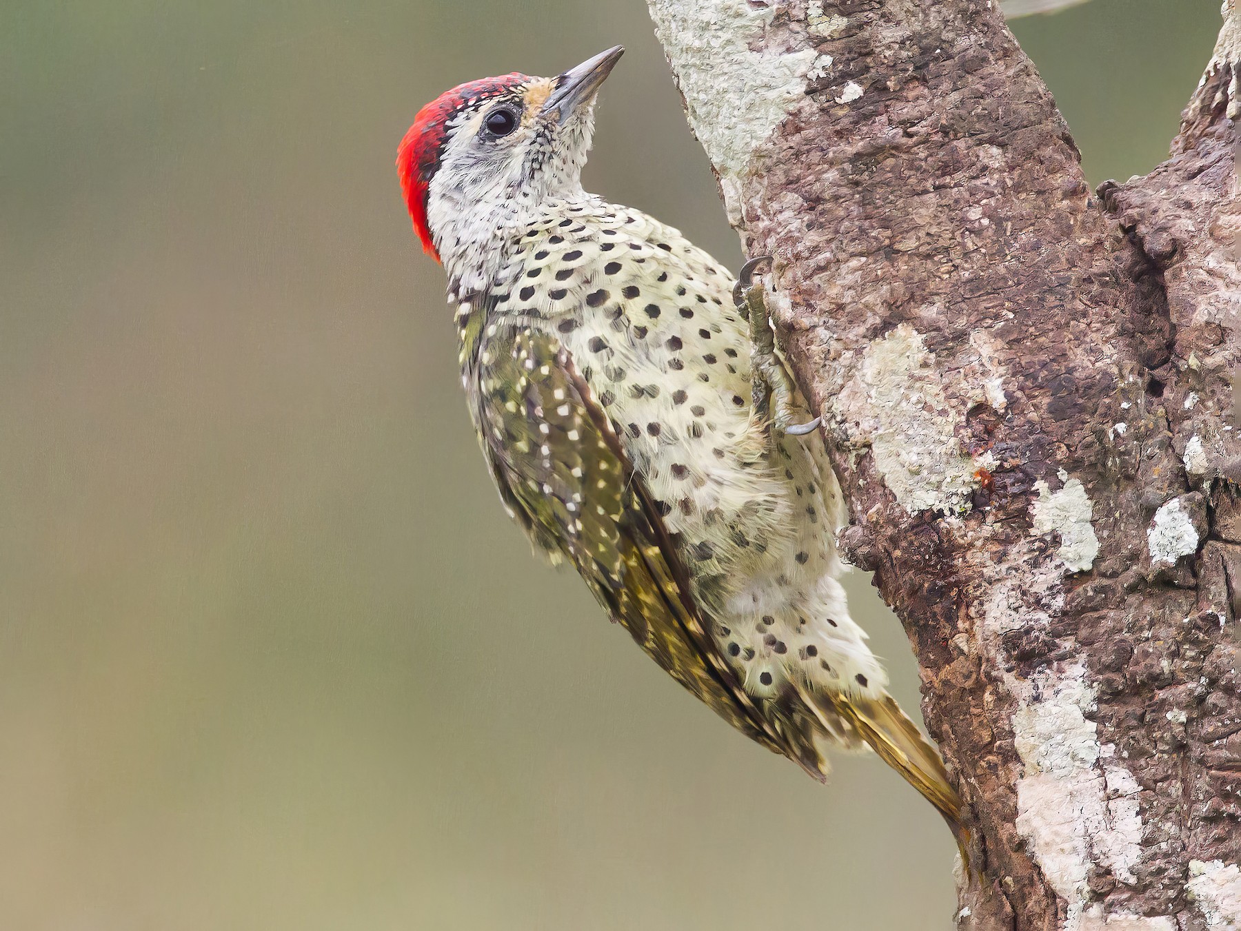Green-backed Woodpecker - Jukka Jantunen
