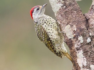  - Green-backed Woodpecker