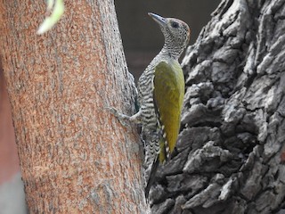  - Green-backed Woodpecker (Little Green)