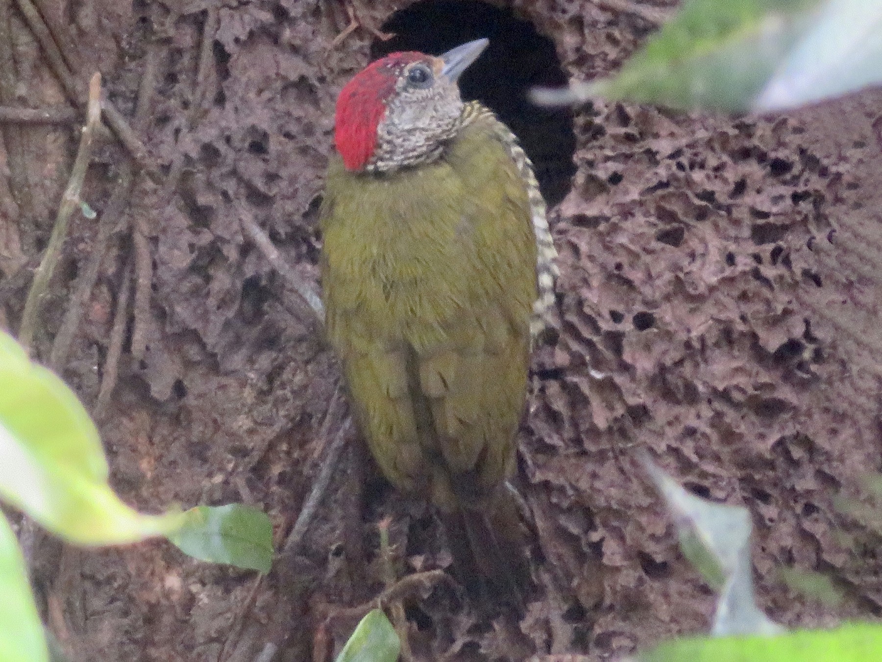 Green-backed Woodpecker - Alexis Lamek