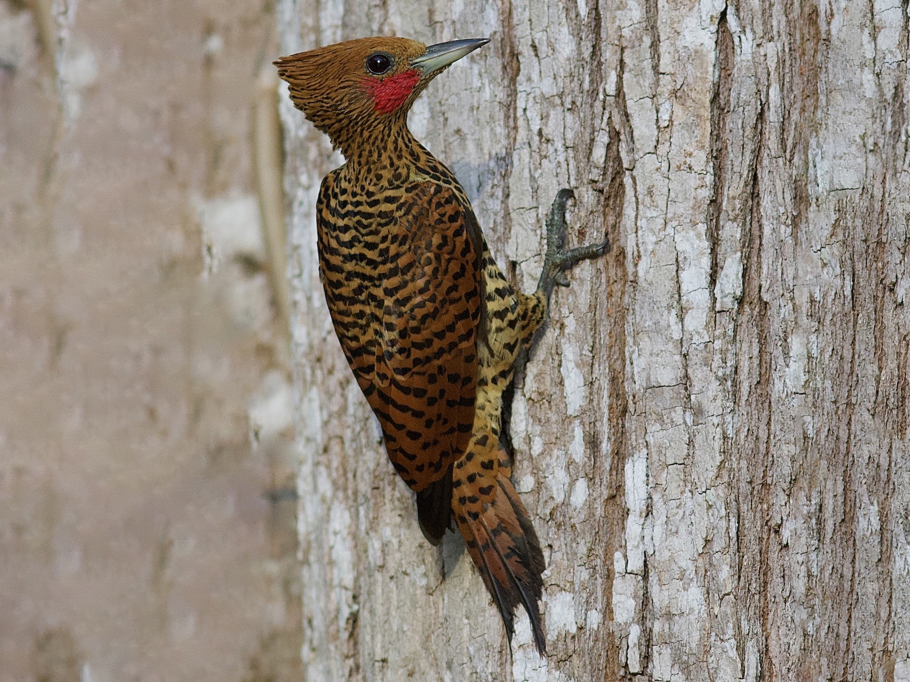 Waved Woodpecker - Luiz Matos