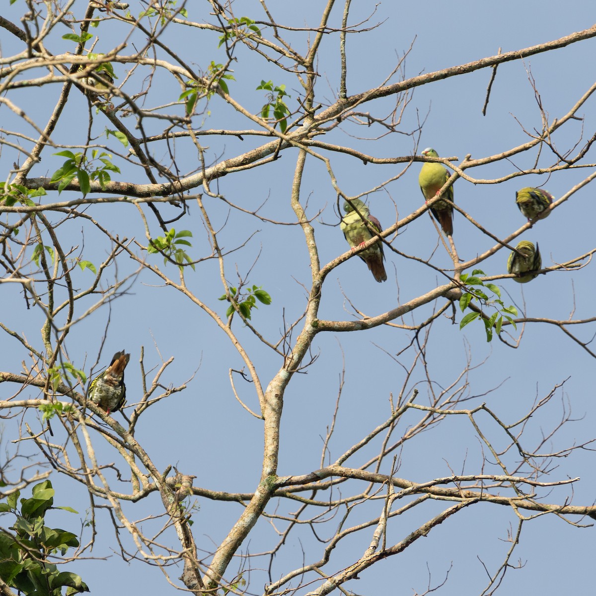 Thick-billed Green-Pigeon - ML609090771