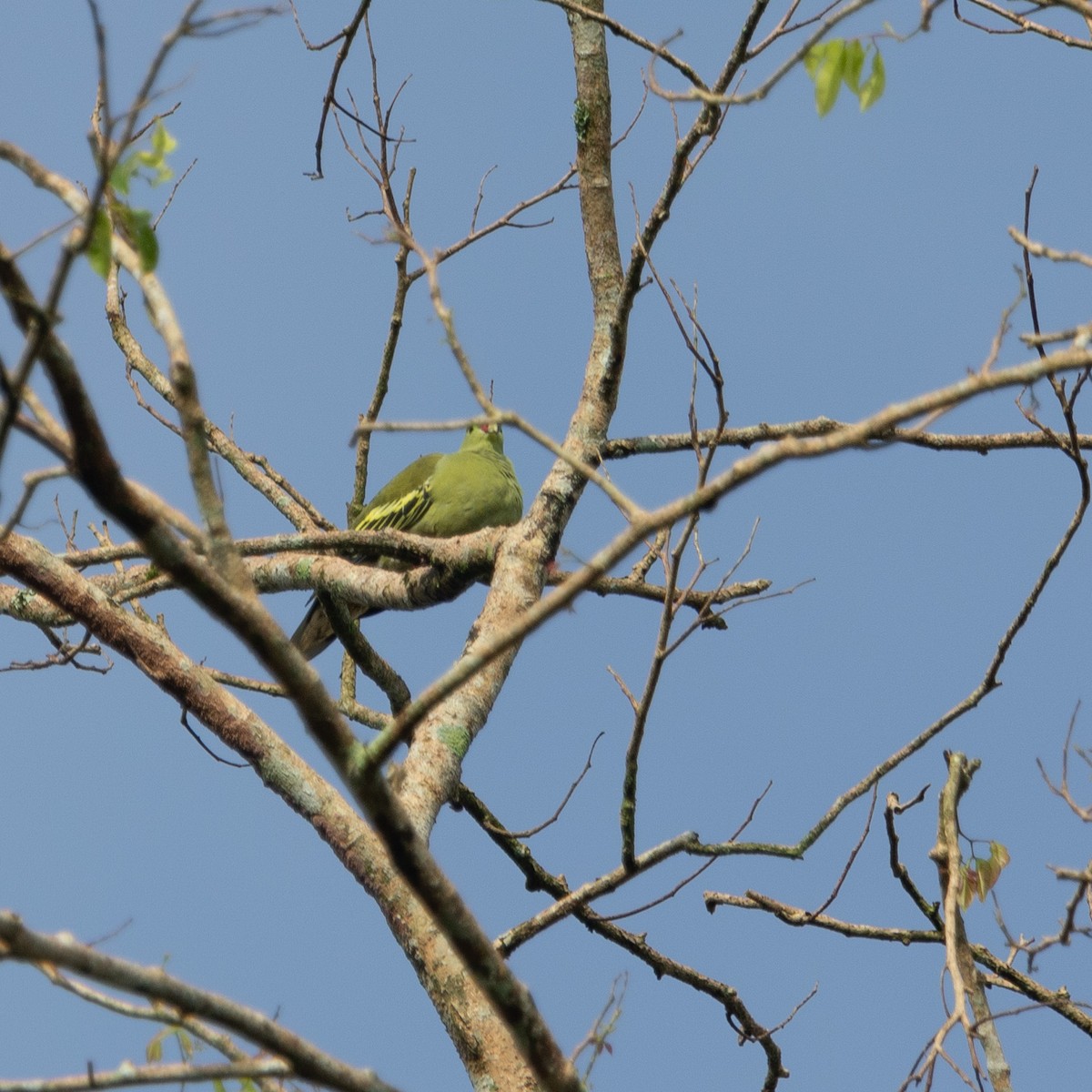 Thick-billed Green-Pigeon - ML609090772