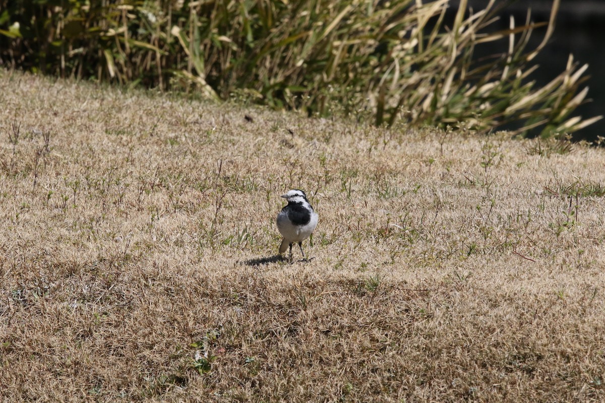 White Wagtail (Black-backed) - ML609090957