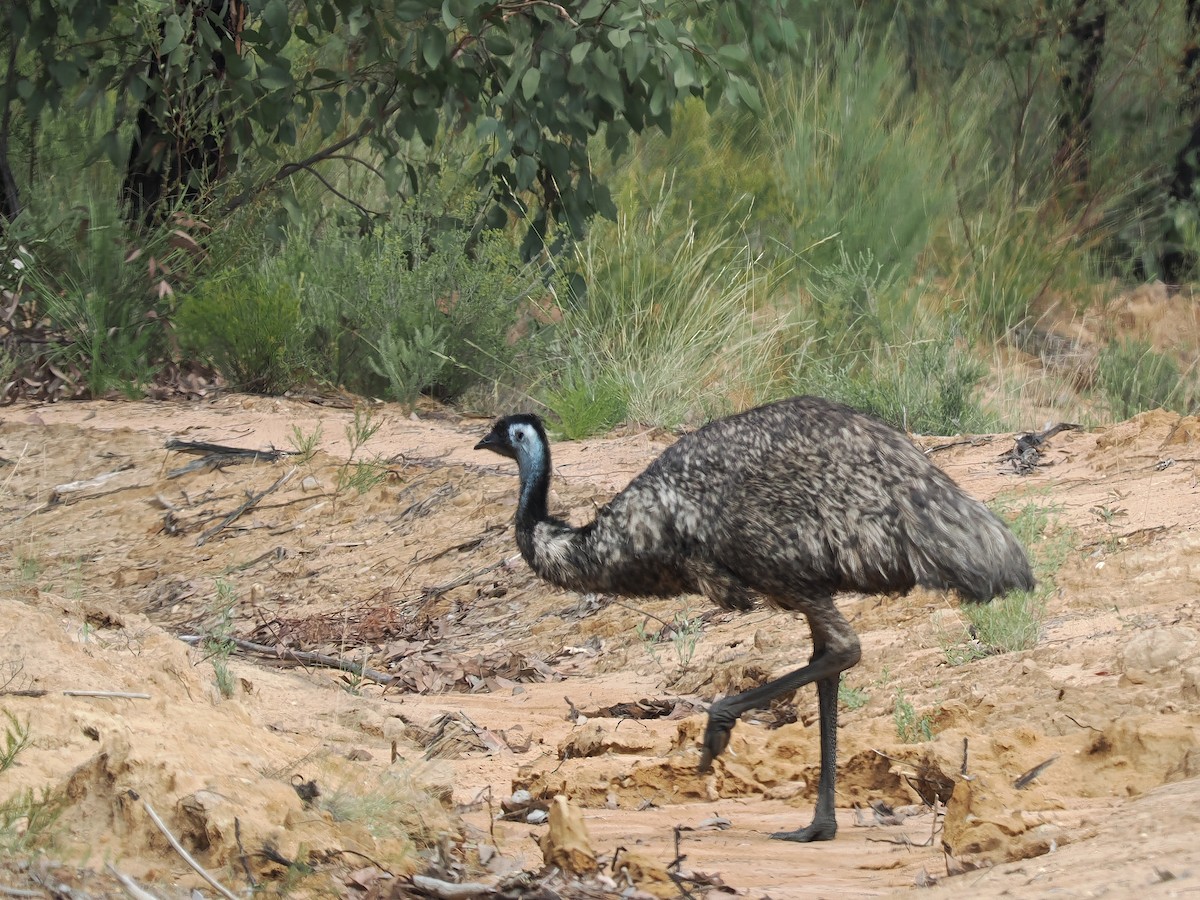 Emu - ML609091161