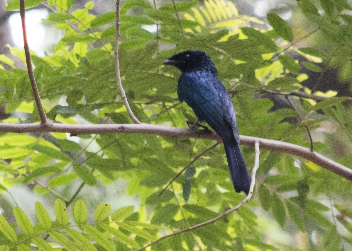 Lesser Racket-tailed Drongo - ML609091436