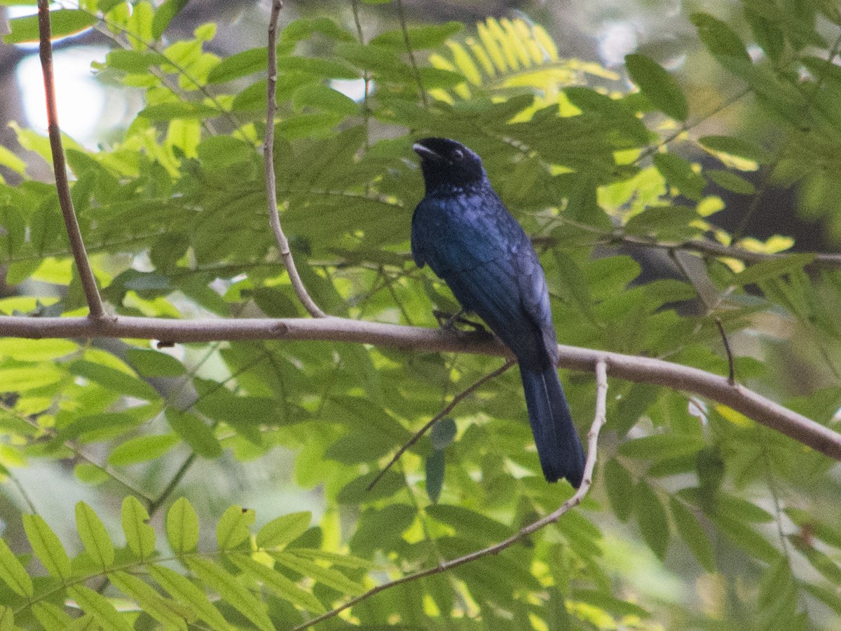 Lesser Racket-tailed Drongo - ML609091463