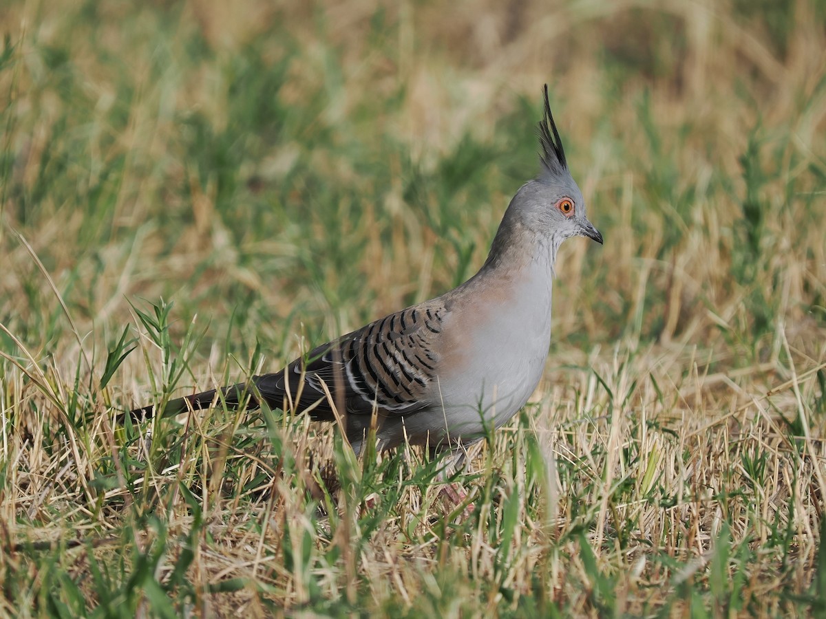 Crested Pigeon - ML609091525