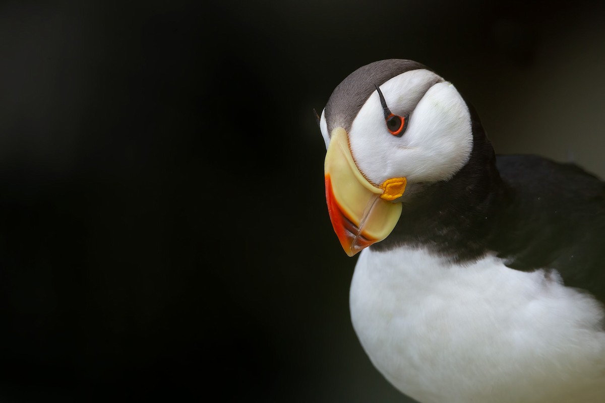 Horned Puffin - ML609091553