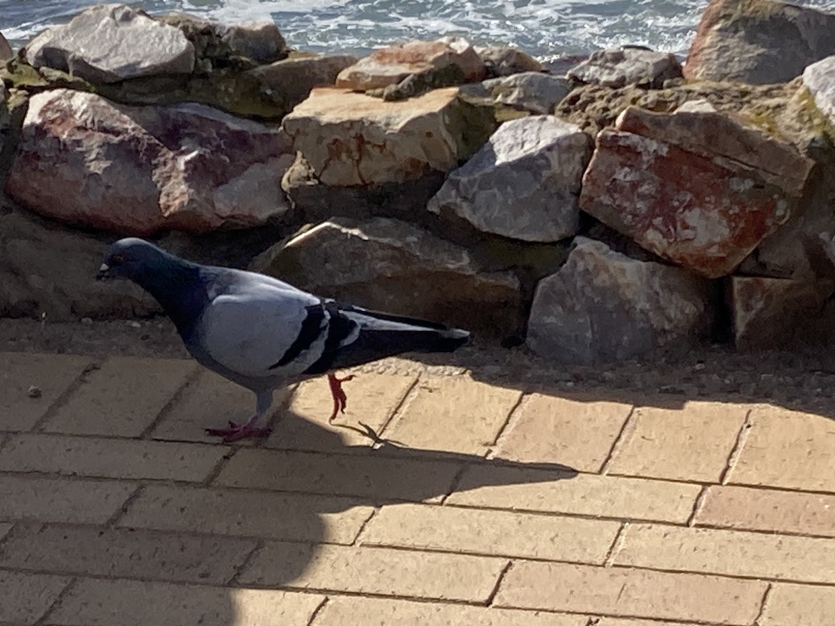 Rock Pigeon (Feral Pigeon) - ML609091617