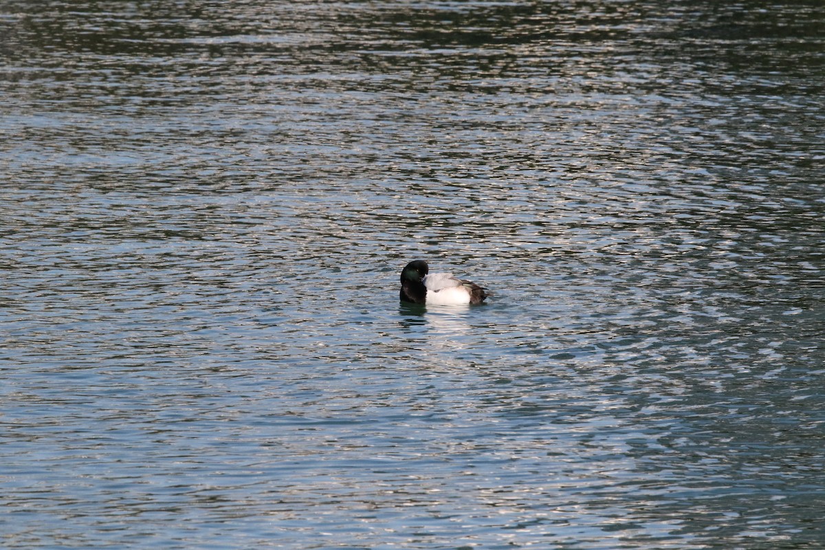 Greater Scaup - ML609091653