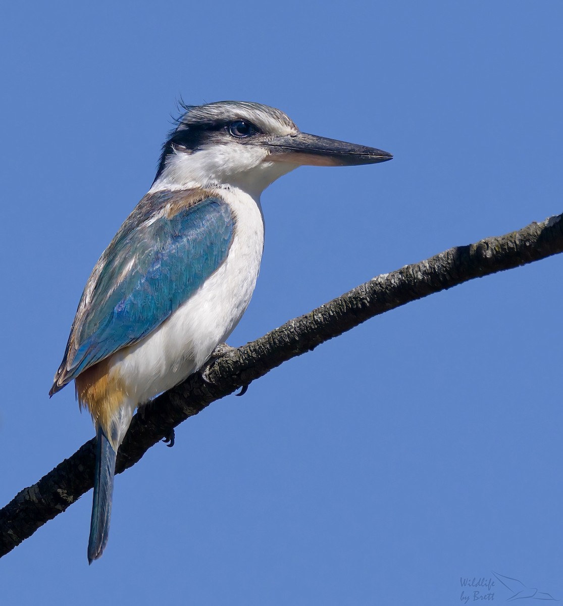 Red-backed Kingfisher - ML609091675