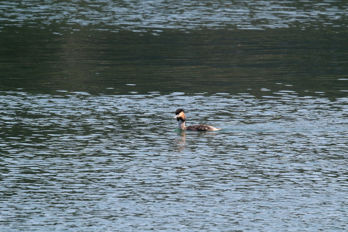 Great Crested Grebe - ML609091742