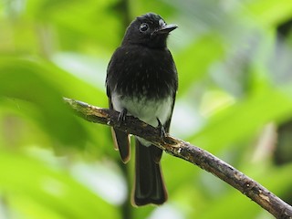 Adult (Black-breasted) - Mark Sutton - ML609091905