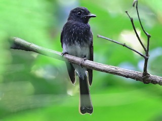 Adult (Black-breasted) - Joshua Bergmark | Ornis Birding Expeditions - ML609091906