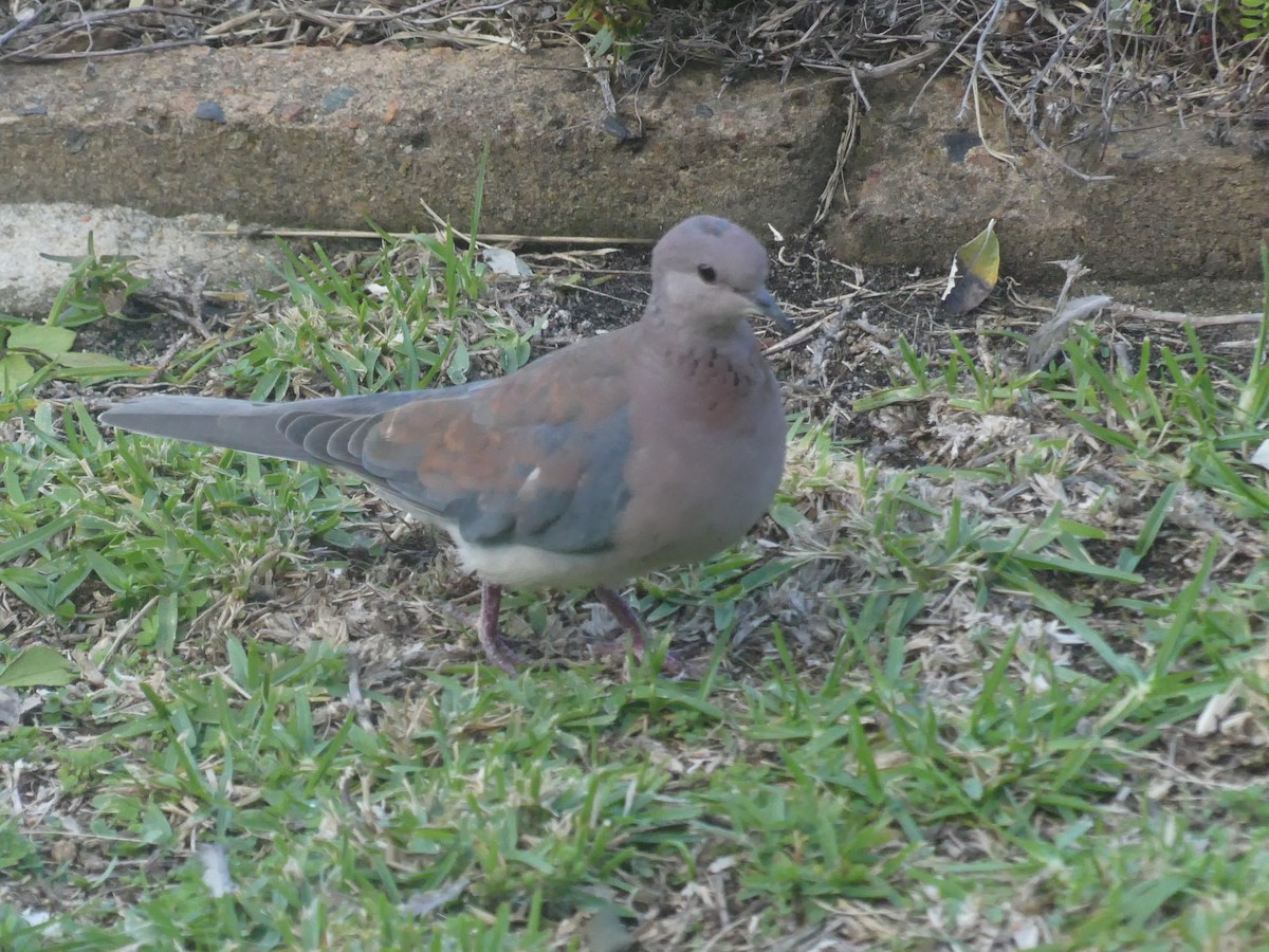 Laughing Dove - ML609091965