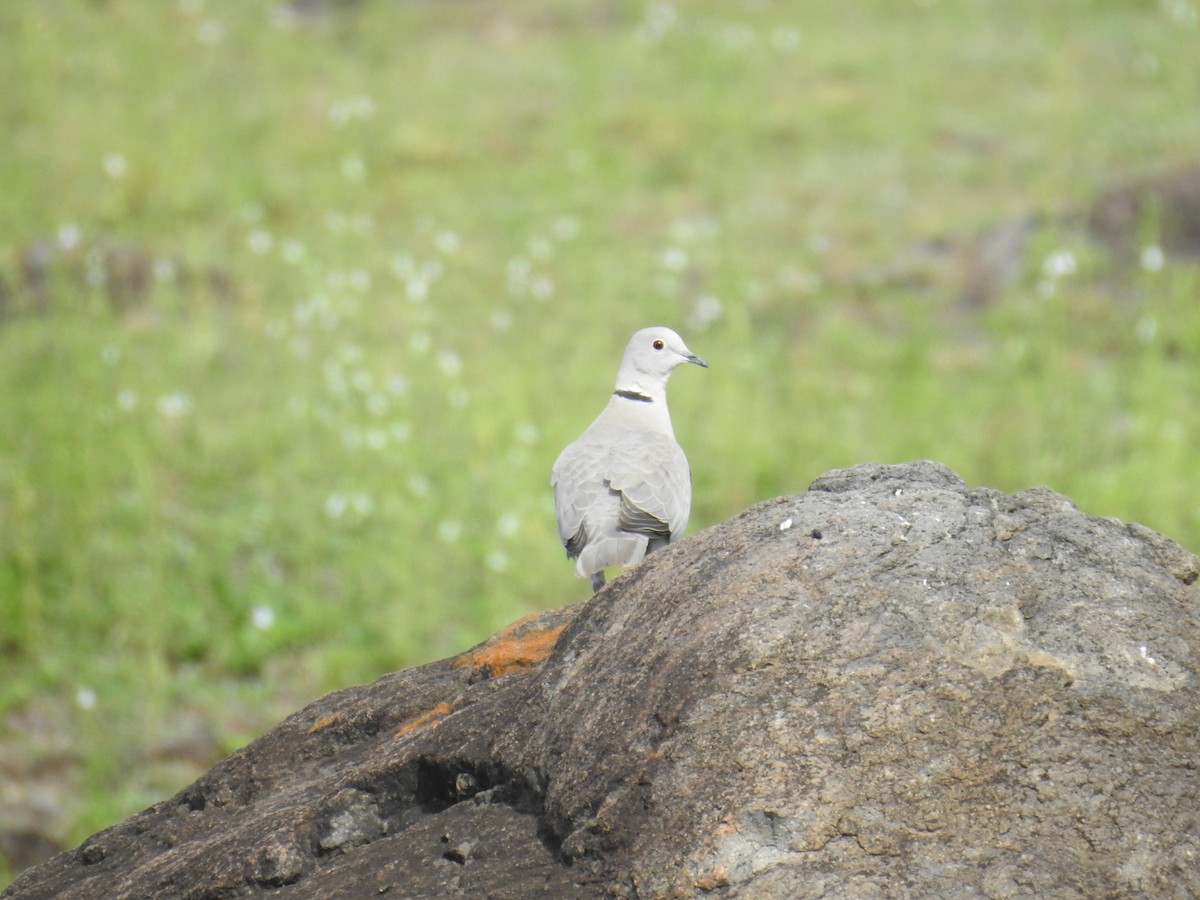 Eurasian Collared-Dove - ML609092041