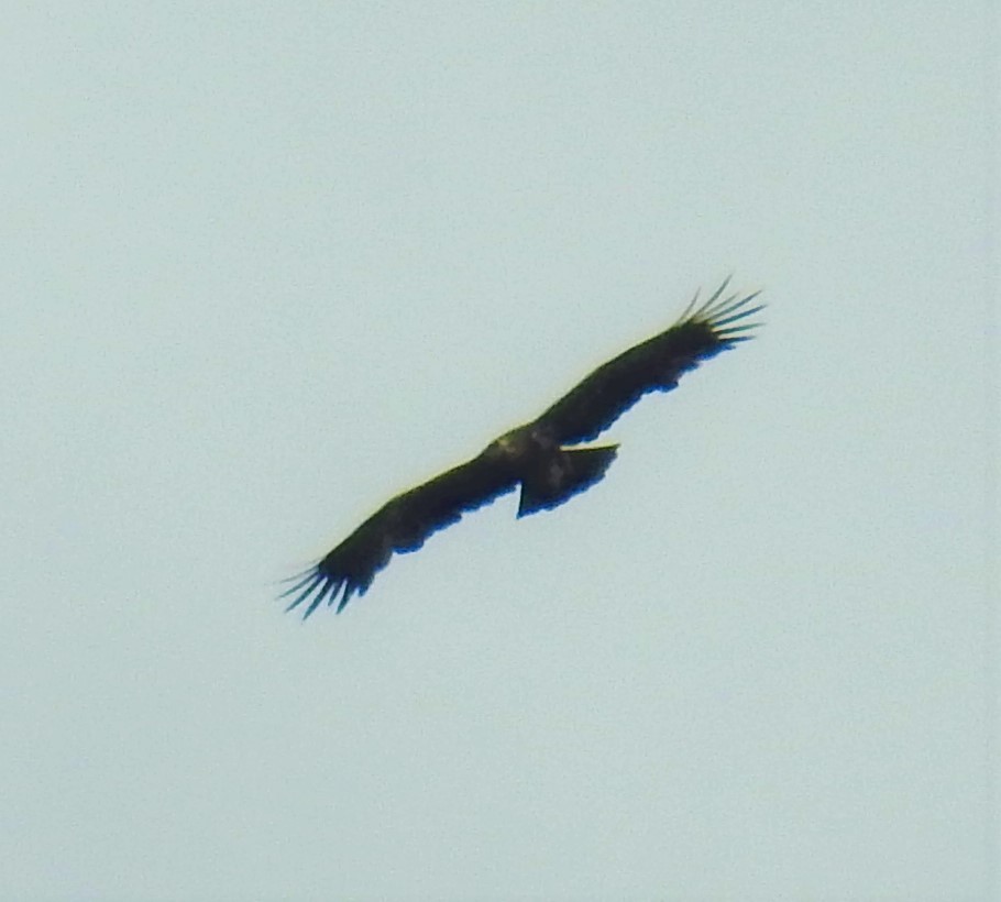 Black Eagle - ML609092050