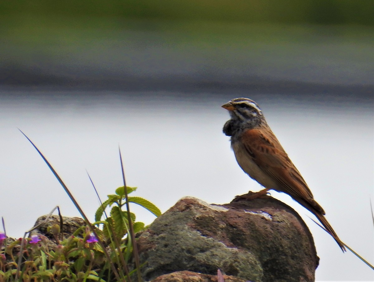 Striolated Bunting - ML609092063