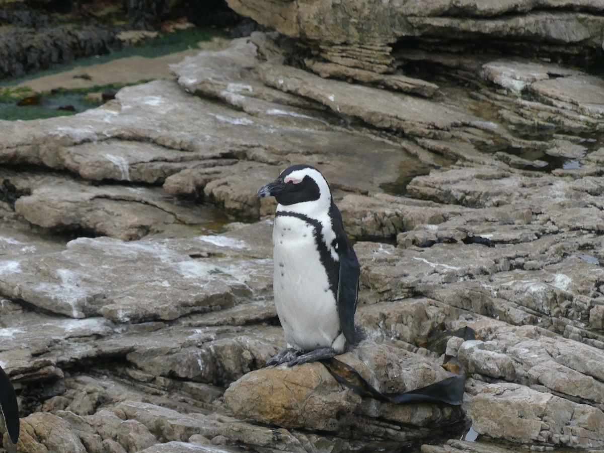 Pingüino de El Cabo - ML609092132