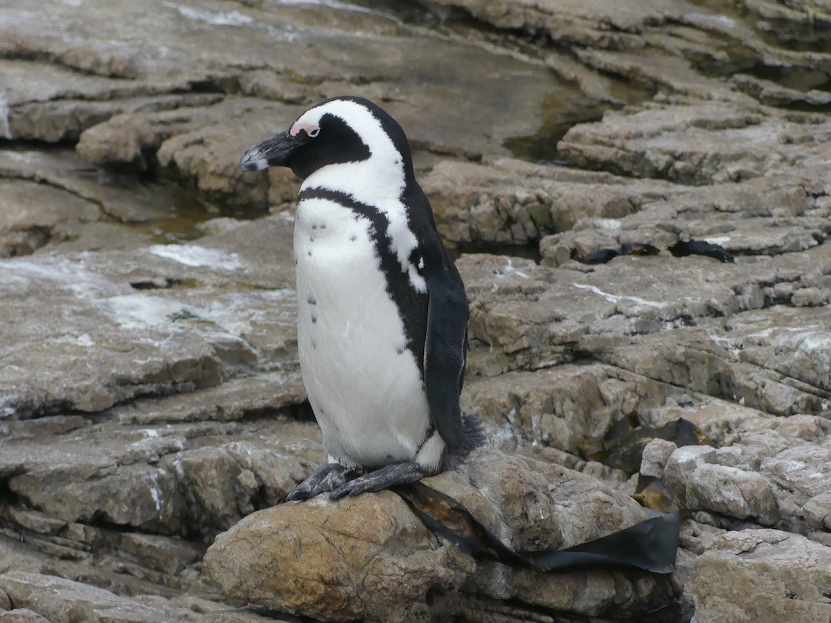 Pingüino de El Cabo - ML609092135