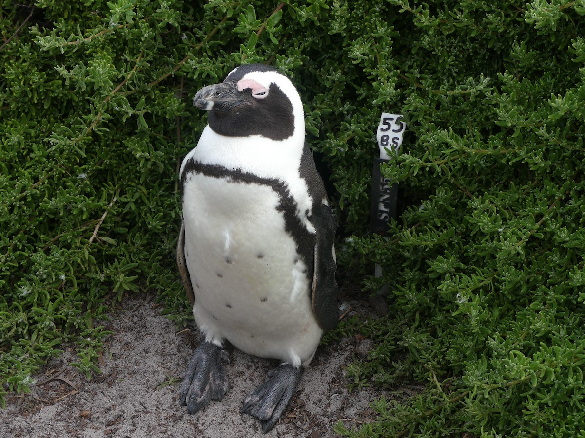 Pingüino de El Cabo - ML609092137