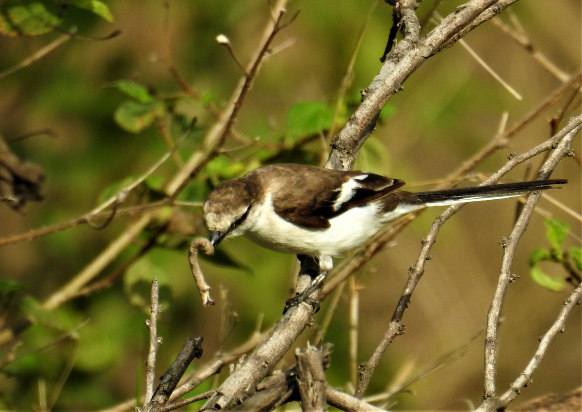 White-bellied Minivet - ML609092218