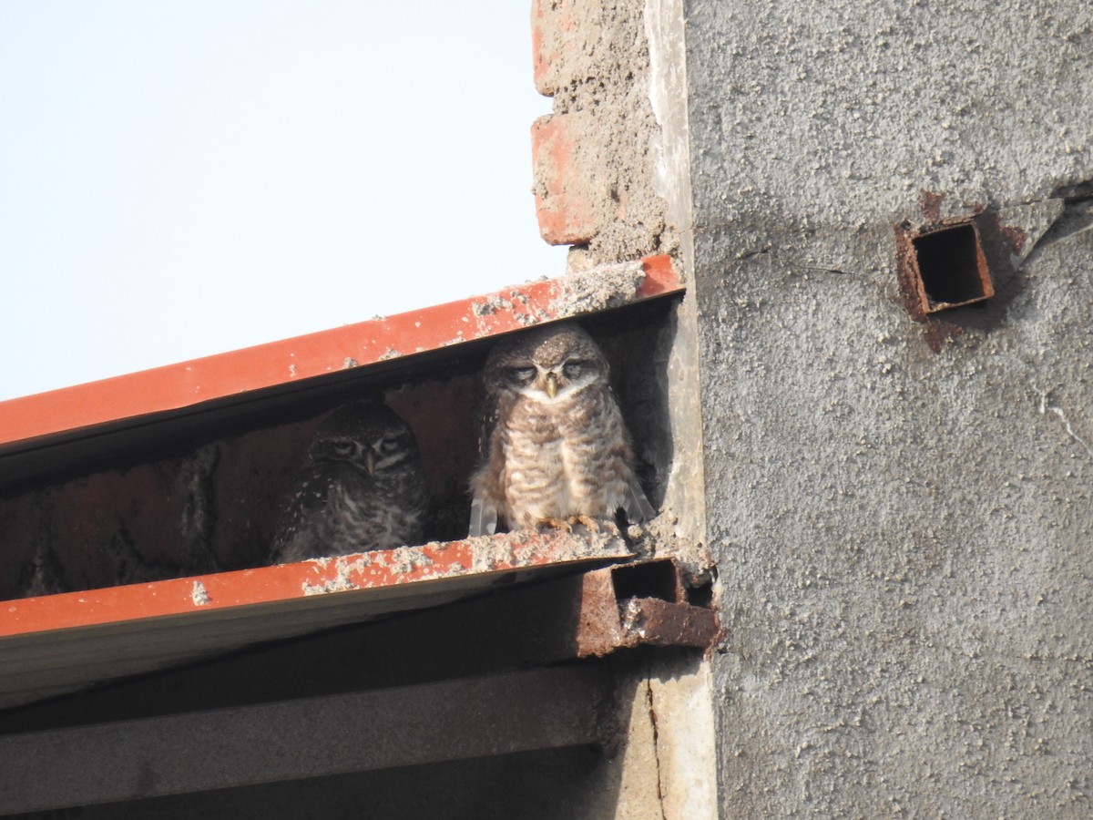 Spotted Owlet - ML609092230
