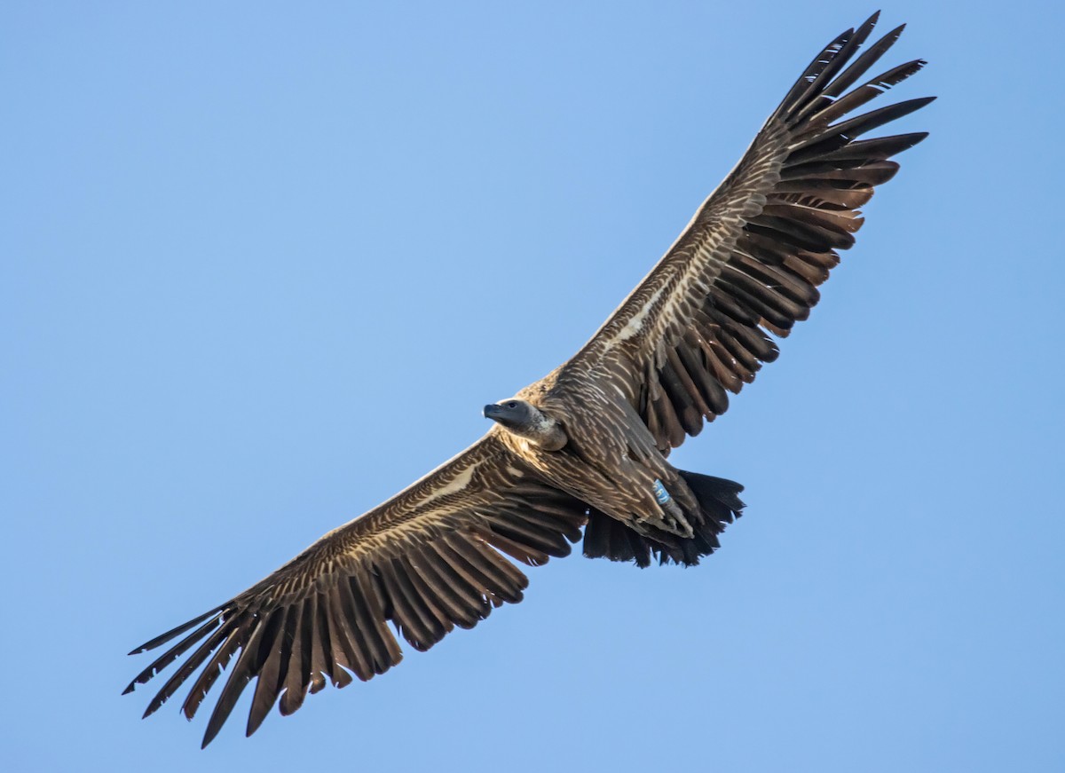 White-backed Vulture - ML609092290