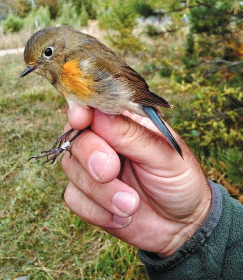 Red-flanked Bluetail - ML609092484