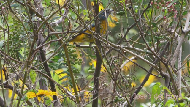 Blue-and-yellow Tanager (Green-mantled) - ML609092540