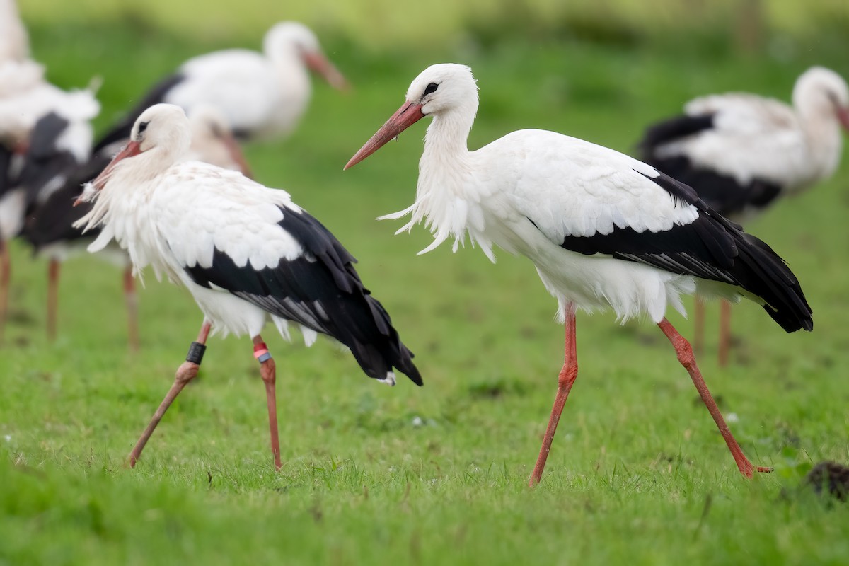 White Stork - Ben  Lucking