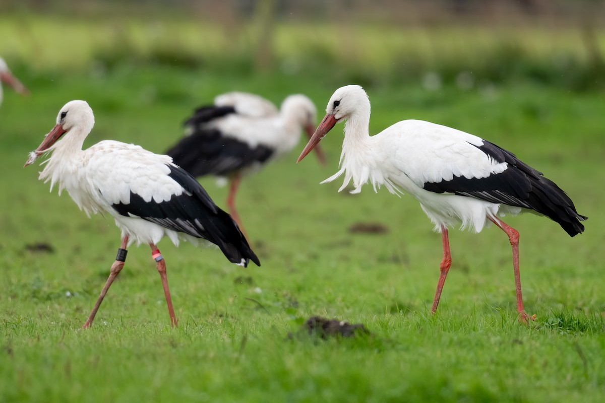 White Stork - Ben  Lucking