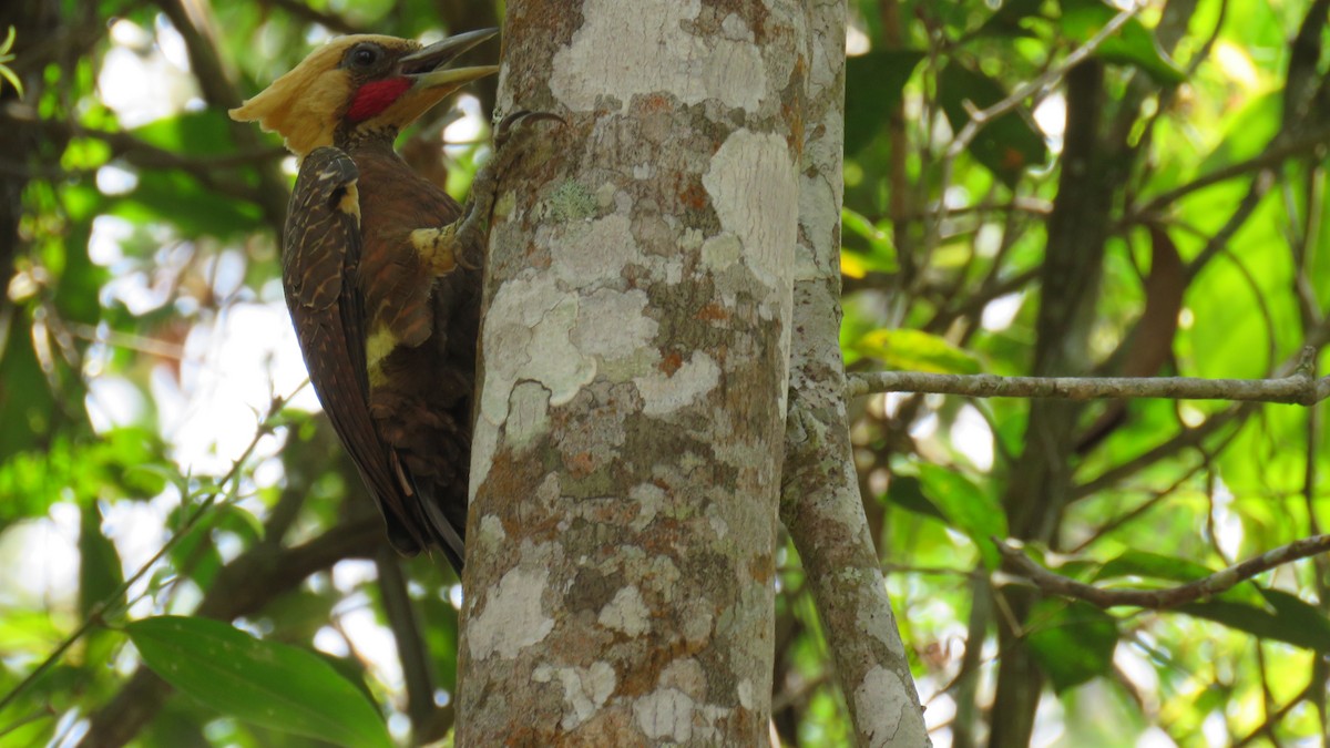 Pale-crested Woodpecker - ML609092789