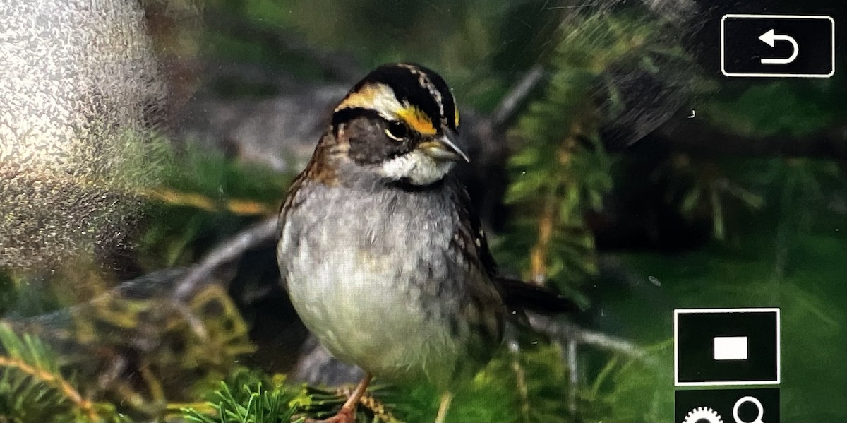 White-throated Sparrow - Hanna Walczykowski