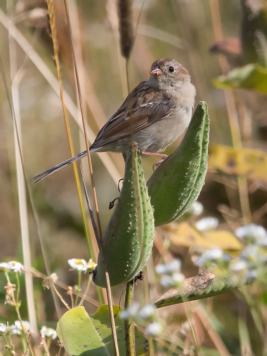 Field Sparrow - ML609093114