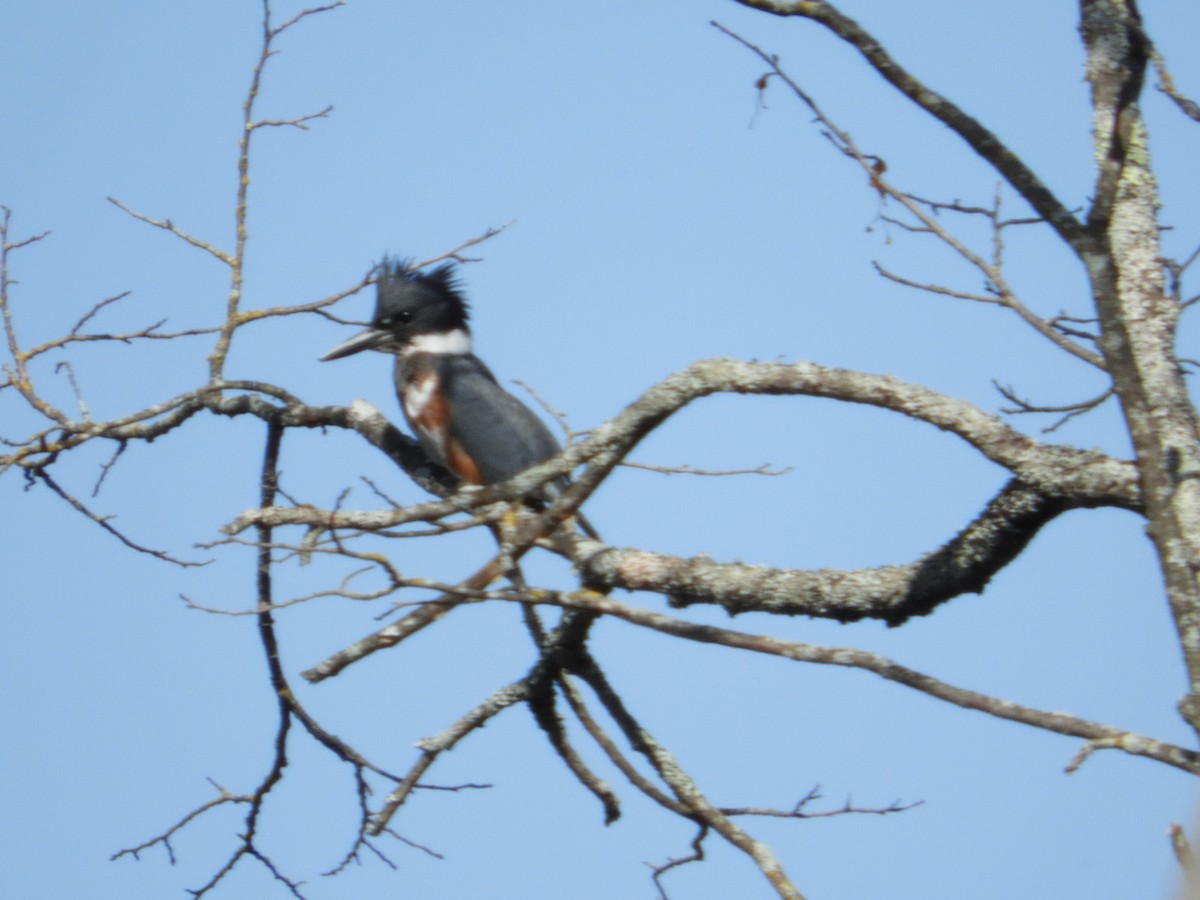 Belted Kingfisher - ML609093615