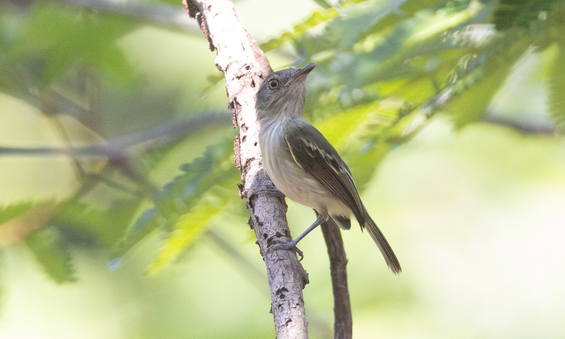 snethlage-s-tody-tyrant-igapo-ebird