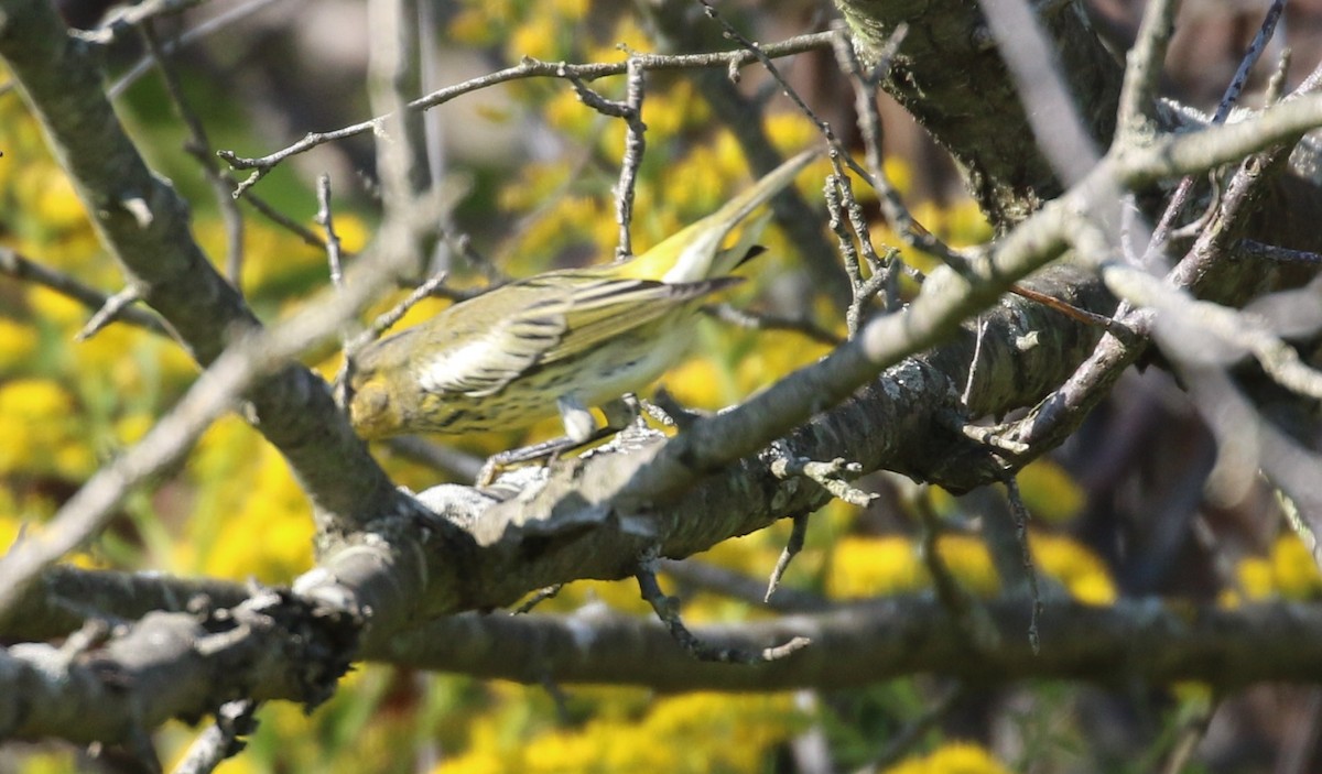 Cape May Warbler - Don Coons