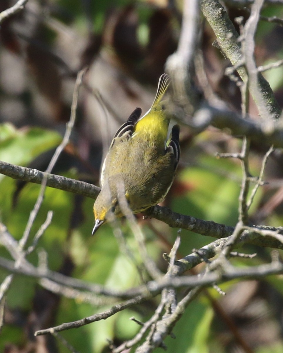 Cape May Warbler - ML609093690