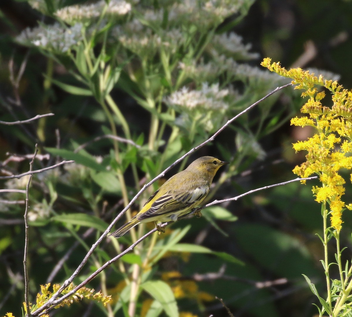 Cape May Warbler - ML609093693