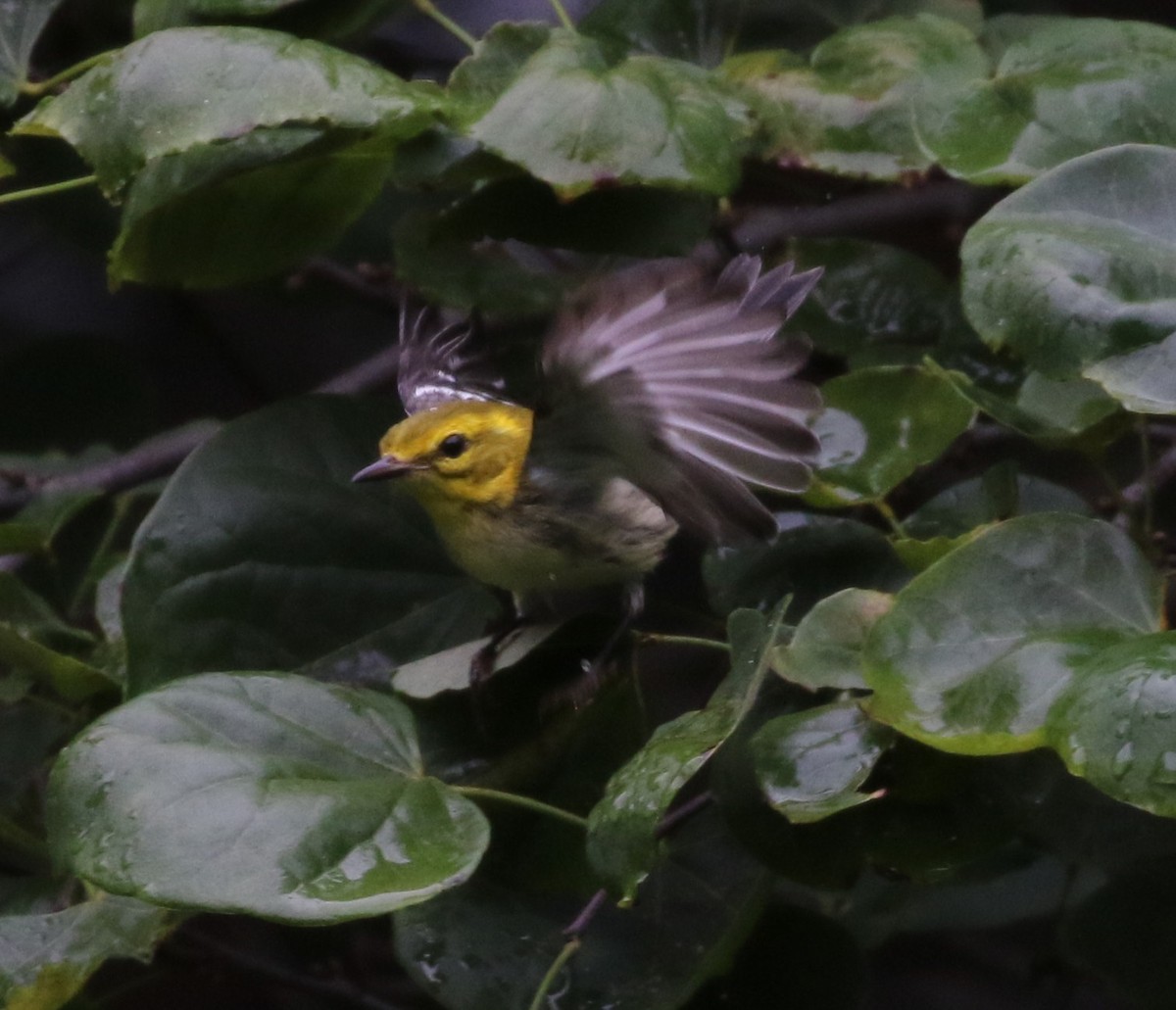 Black-throated Green Warbler - Don Coons