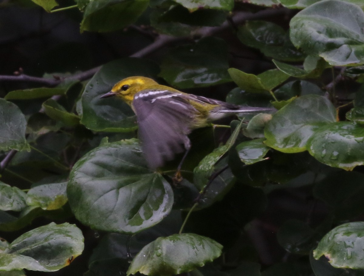Black-throated Green Warbler - Don Coons