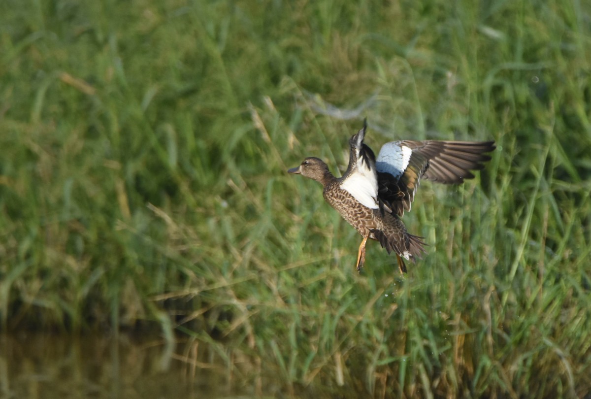 Blue-winged Teal - ML609093829