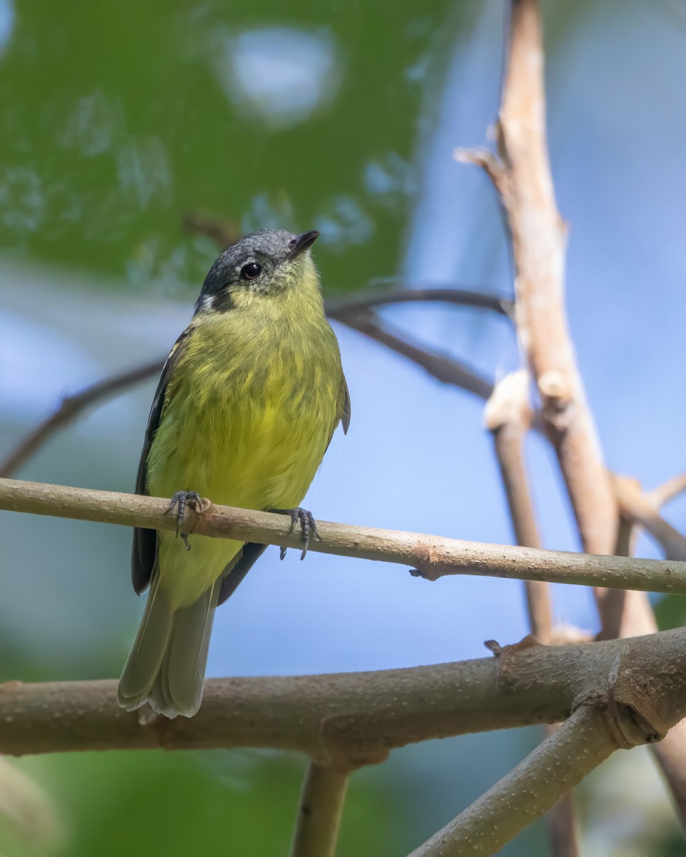 Ashy-headed Tyrannulet - Jhonathan Miranda - Wandering Venezuela Birding Expeditions