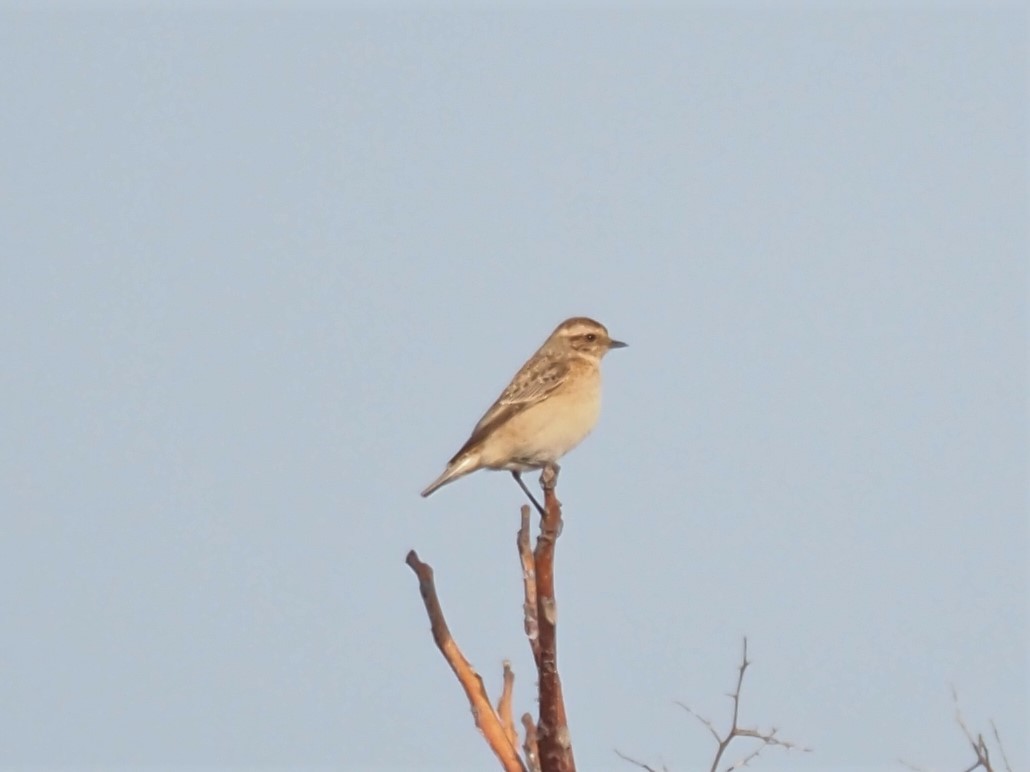 Whinchat - ML609094251