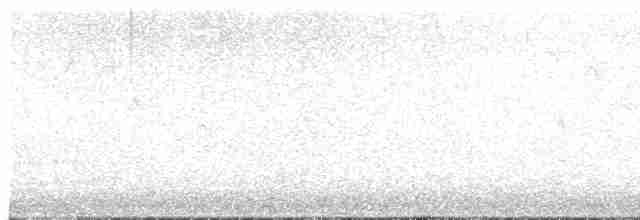 Sittelle à poitrine blanche (groupe lagunae) - ML609094308
