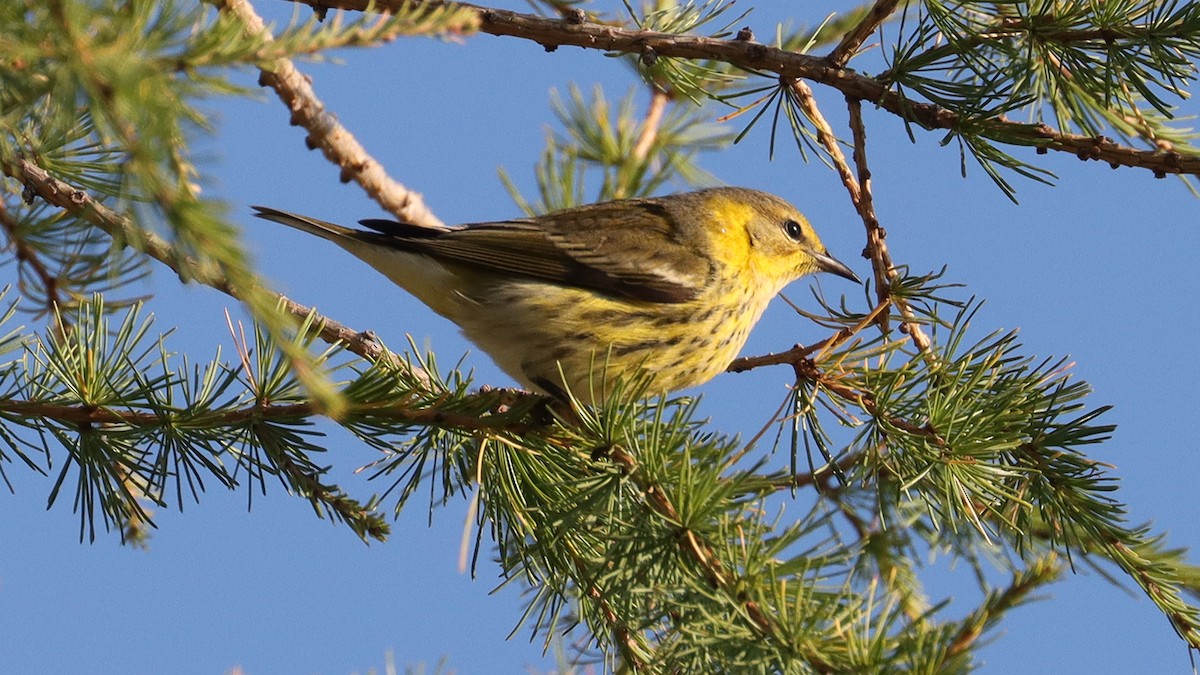 Cape May Warbler - ML609094505